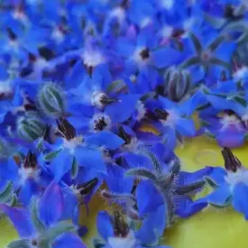 Бораго (огуречная трава, лист), 40 шт.